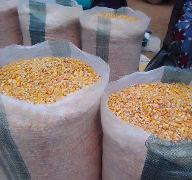 Yellow Corn view 2