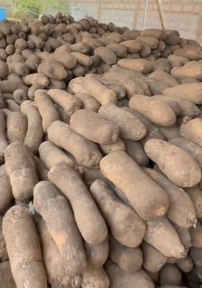 Fresh Yam (per bag) - Silver Food GmbH Germany Fresh Produce
